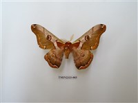 藏品(綠目天蠶蛾)的圖片